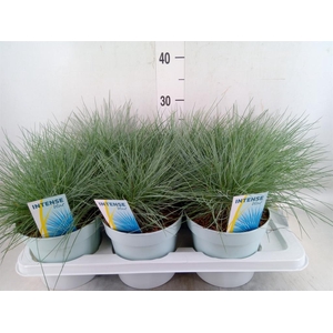 Festuca glauca 'Intens Blue'