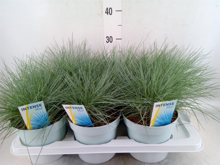 <h4>Festuca glauca 'Intens Blue'</h4>