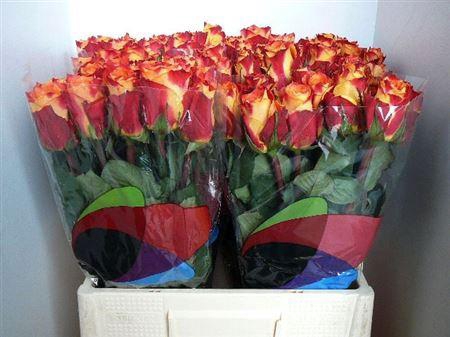 <h4>R Gr Silantoi@ (big)</h4>