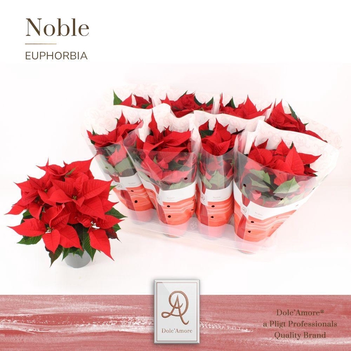 <h4>Poinsettia Rood Universe P12 Dolc'Amore®</h4>