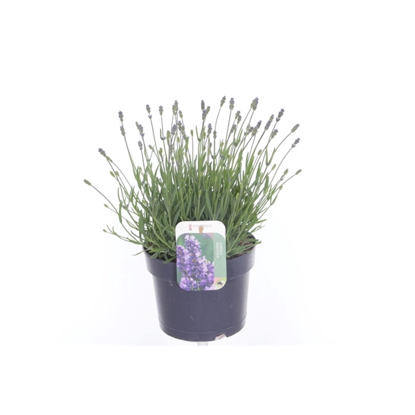 <h4>Lavandula ang. Essence Purple</h4>