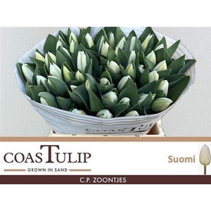 Tu En Suomi 100 Ex Wit