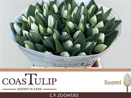 <h4>Tu En Suomi 100 Ex Wit</h4>