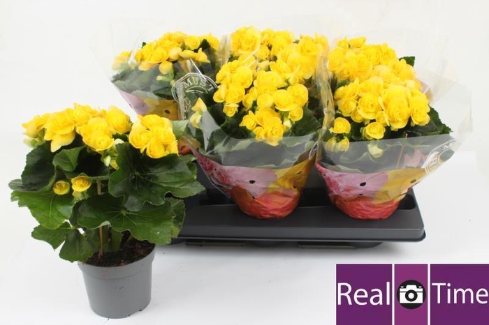 <h4>BEG HL REBECCA</h4>