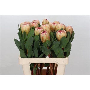 Protea Grandicolor