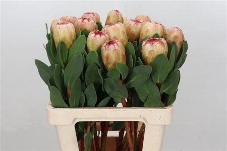 <h4>Protea Grandicolor</h4>