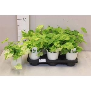 TOLMIEA M VARIEGATA