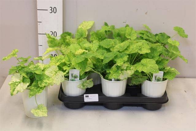 <h4>TOLMIEA M VARIEGATA</h4>