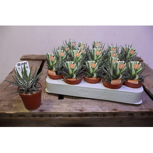 arr8 Haworthia F Big Band