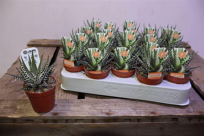 arr8 Haworthia F Big Band