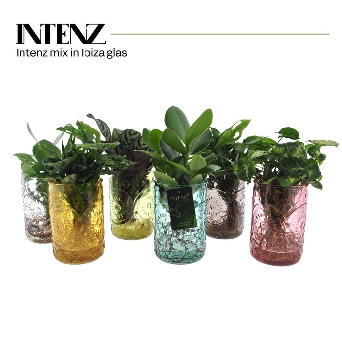 <h4>Intenz mix in Ibiza glas - levertijd: 24 uur</h4>