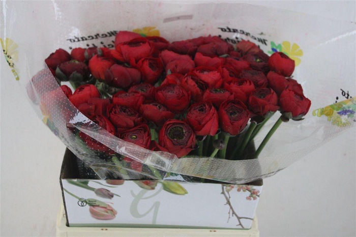 <h4>Ran Cloni Ex Tango</h4>