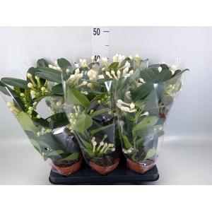 Stephanotis floribunda   ...