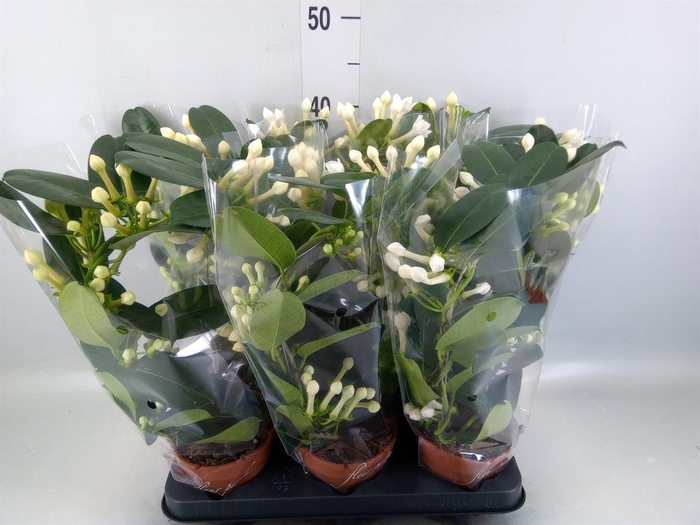 <h4>Stephanotis floribunda   ...</h4>
