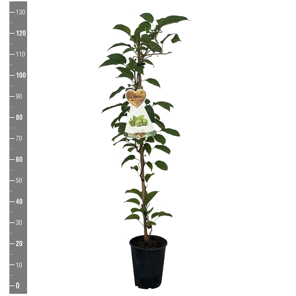 <h4>Actinidia arguta Vitikiwi (kiwi aanstok C4 zelfbestuivend)</h4>