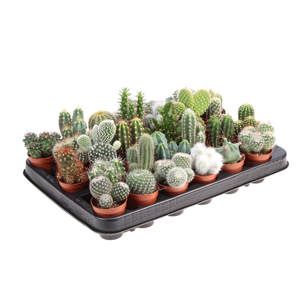 <h4>Cactus mix</h4>