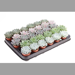 ECHEVERIA MIX
