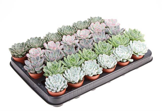 <h4>ECHEVERIA MIX</h4>