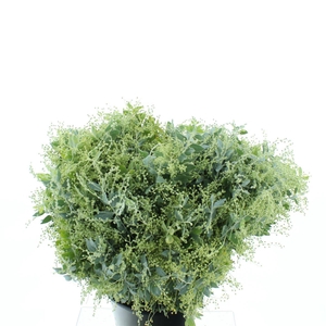 MIMOSA DENIS BODEN P VERDE