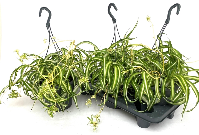 <h4>CHLOR COM BONNIE</h4>