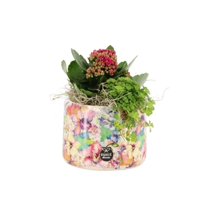 21537: Lovess arrangement