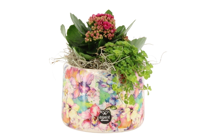 <h4>21537: Lovess arrangement</h4>