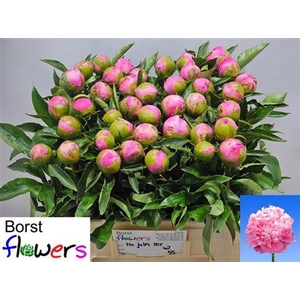 Paeonia Lactiflora Grp 'Monsieur Jules Elie'