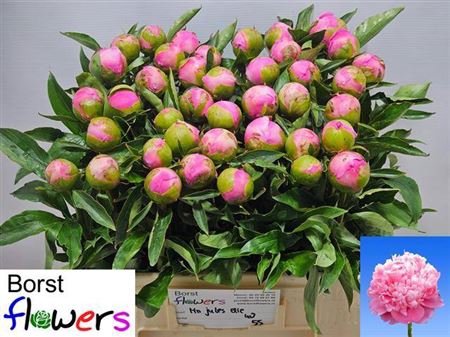 <h4>Paeonia Lactiflora Grp 'Monsieur Jules Elie'</h4>