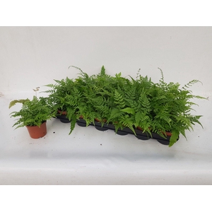 ATHYRIUM OV