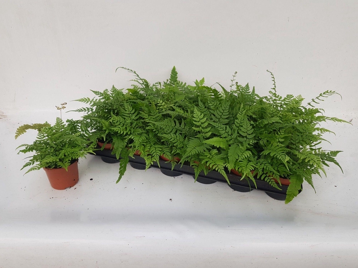 <h4>ATHYRIUM OV</h4>