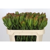 Leucadendron Laurel Yellow