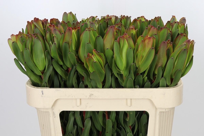 <h4>Leucadendron Laurel Yellow</h4>