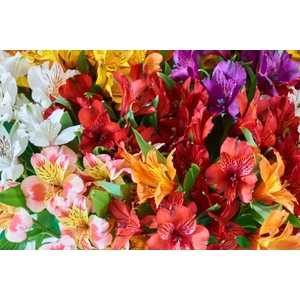 ALSTR PERFECTION MIX