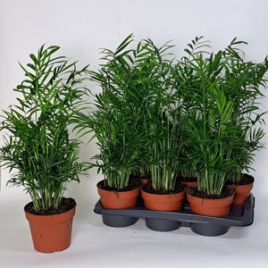 Chamaedorea elegans 17Ø 60cm