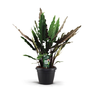 Alocasia Lauterbachiana Decopot