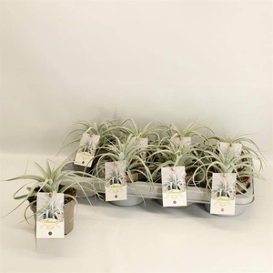 TILLANDSIA XEROGRAPH