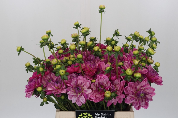 <h4>Dahlia Annamarie</h4>