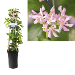 Trachelospermum as. Pink Air +light label