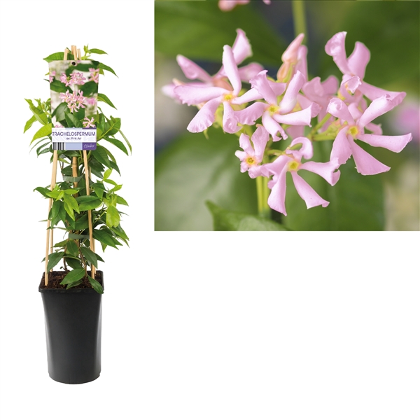 <h4>Trachelospermum as. Pink Air +light label</h4>