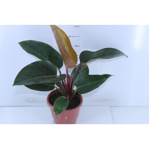 PHILODENDRON RED DIAMOND P17