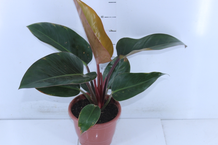 PHILODENDRON RED DIAMOND P17