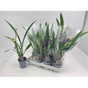 ZYGOPETALUM MIX P9