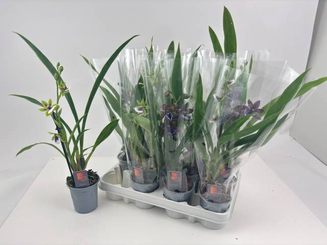 <h4>ZYGOPETALUM MIX P9</h4>