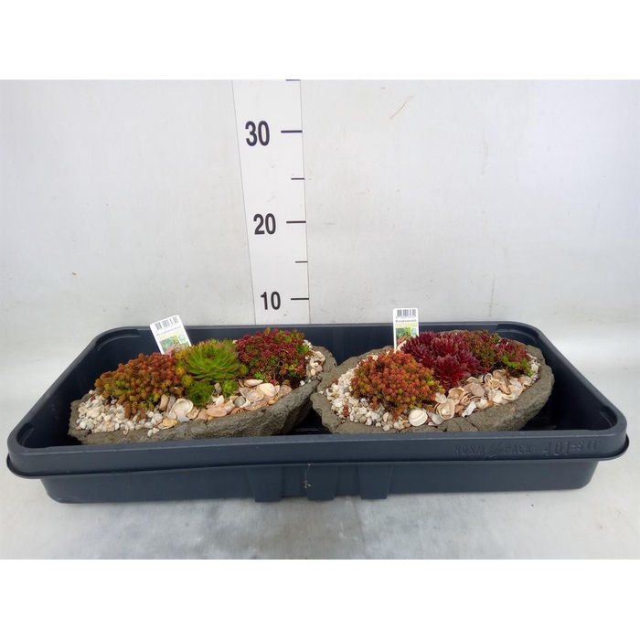 <h4>Arr.   Tuinplanten L%</h4>