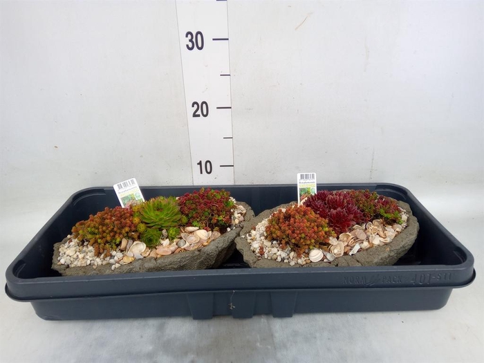 <h4>Arr.   Tuinplanten L%</h4>