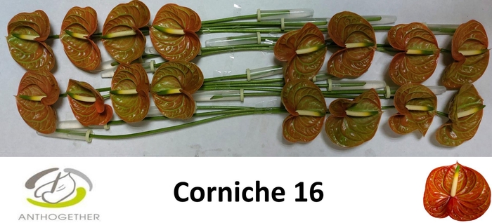 <h4>ANTH A CORNICHE</h4>