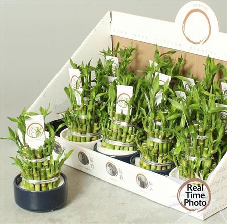 Dra Lucky Bamboo 3 Rings