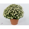 Chrysanthemum P19 Jasoda White