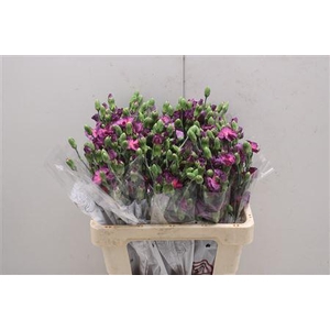 Di Solomio Mysteryfly