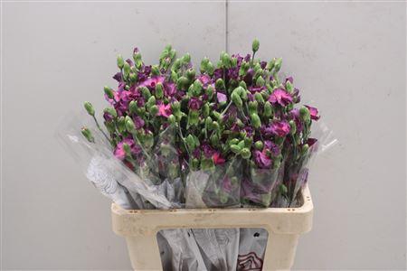 <h4>Di Solomio Mysteryfly</h4>